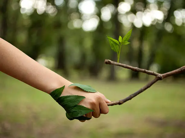Eco-friendly mosquito elimination concept symbolized by a handshake between a human hand and a leafy tree hand