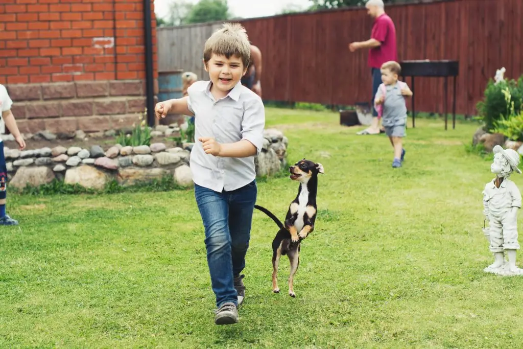 Mosquito-free backyard where a young boy and playful dog run joyfully on a sunny day